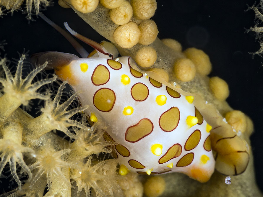 Primovula rosewateri